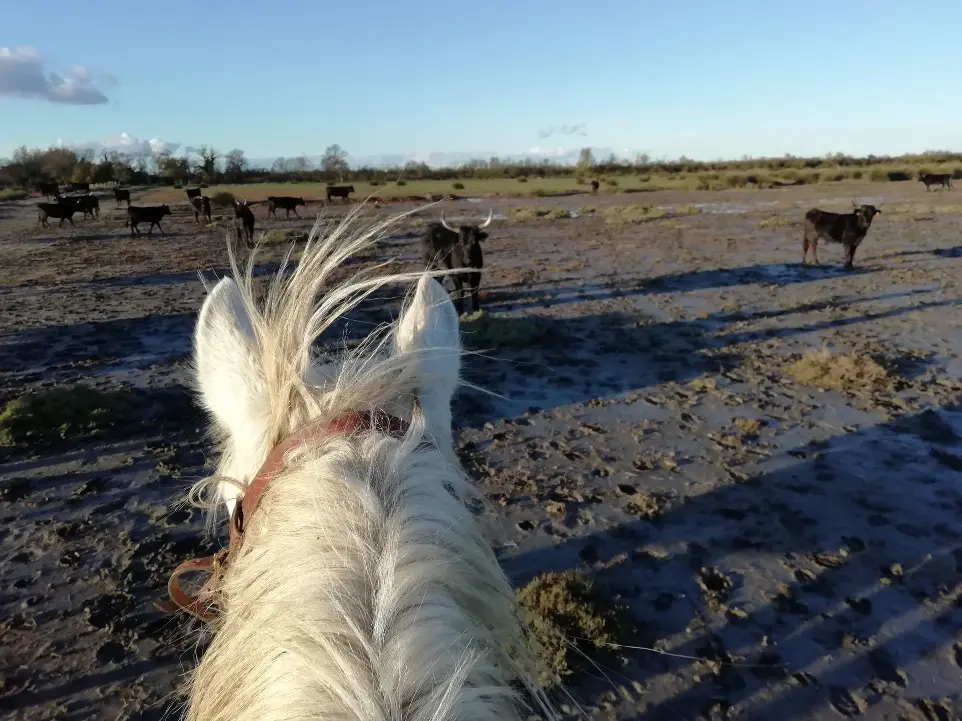 Rencontre avec les taureaux lors d'une promenade à cheval en Camargue - La Fadaise Vue depuis un cheval en promenade face à un troupeau de taureaux en Camargue avec La Fadaise, Saintes-Maries-de-la-Mer.
