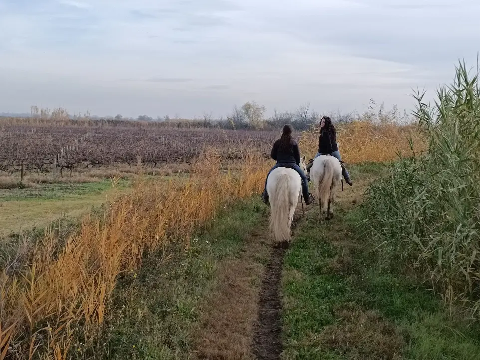 Promenade à cheval sur les sentiers naturels de Camargue - La Fadaise, Saintes-Maries-de-la-Mer Deux cavalières à cheval sur un sentier en pleine nature en Camargue avec La Fadaise, Saintes-Maries-de-la-Mer.