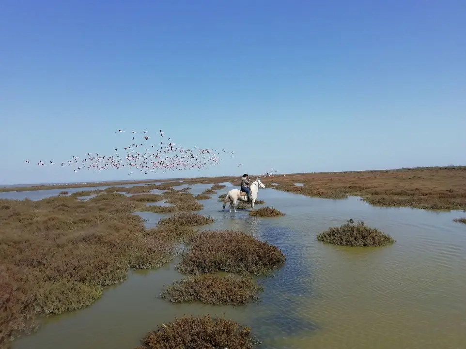 Balade équestre dans les marais de Camargue avec flamants roses - La Fadaise, Saintes-Maries-de-la-Mer Cavalier à cheval traversant les marais de Camargue, entouré de flamants roses en vol avec La Fadaise, Saintes-Maries-de-la-Mer.