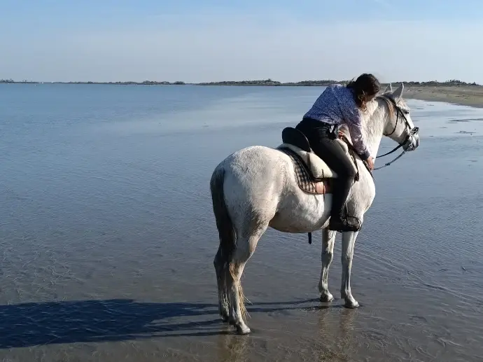 Moment complice entre une cavalière et son cheval sur la plage - La Fadaise Camargue Cavalière montrant de l'affection à son cheval au bord de la plage en Camargue, avec La Fadaise, Saintes-Maries-de-la-Mer.